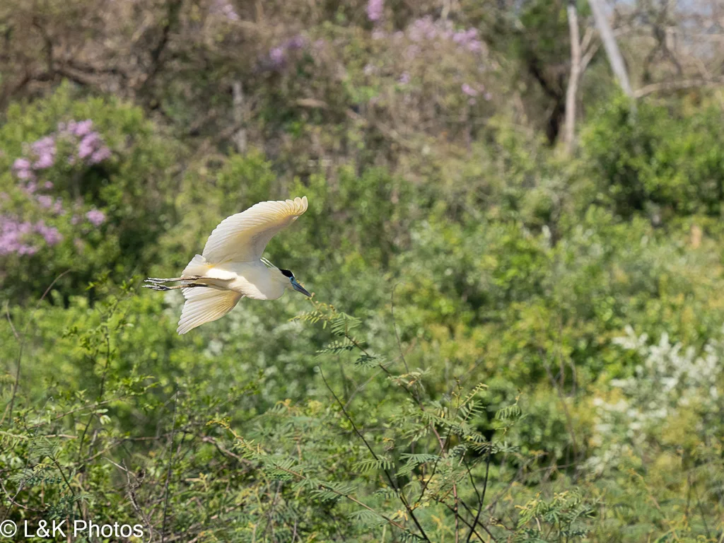 蓝嘴黑顶鹭(Pilherodius pileatus)