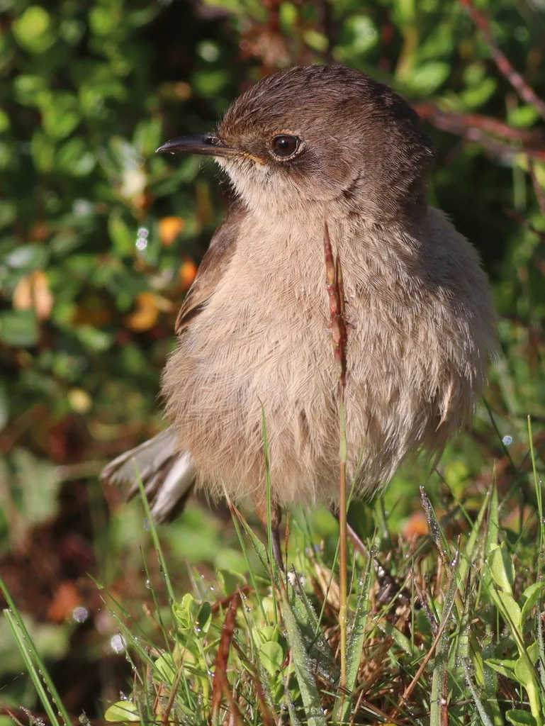 山岩䳭(Pinarochroa sordida)