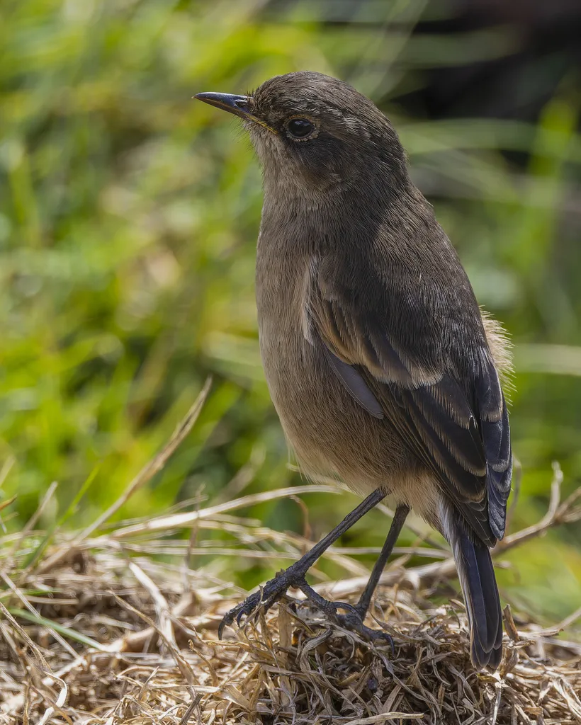 山岩䳭(Pinarochroa sordida)