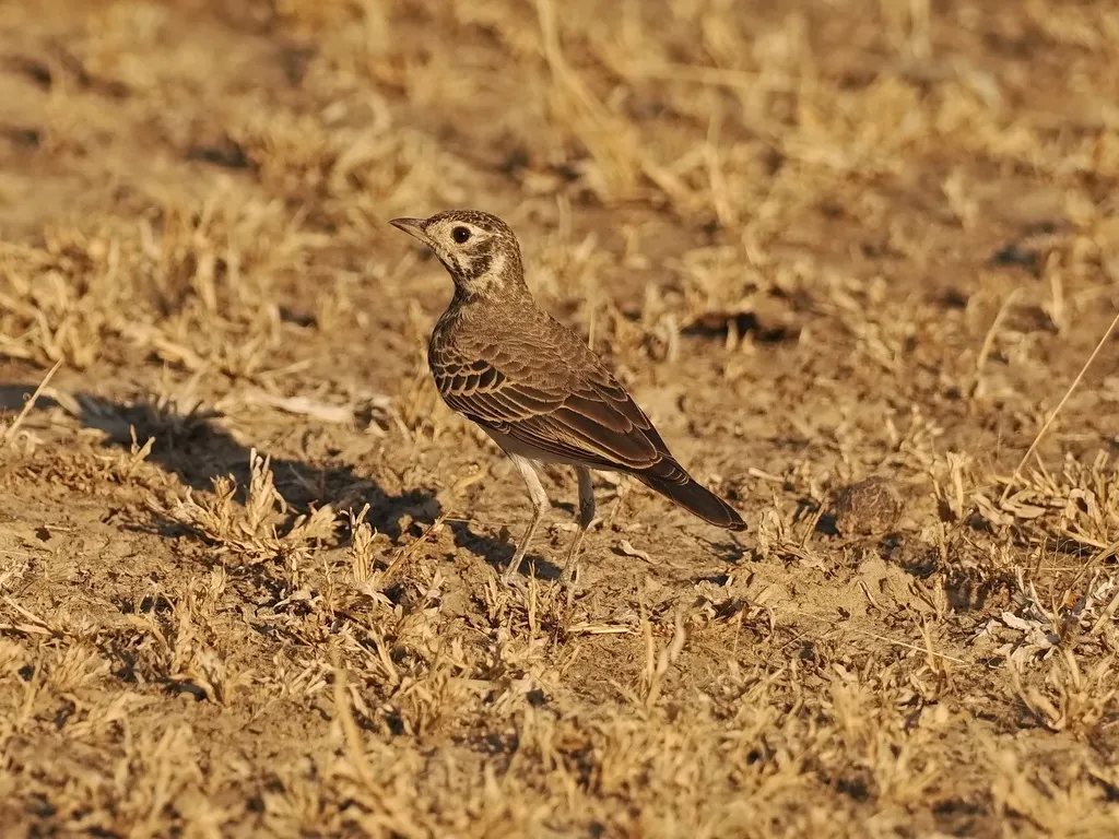 黑歌百灵(Pinarocorys nigricans)