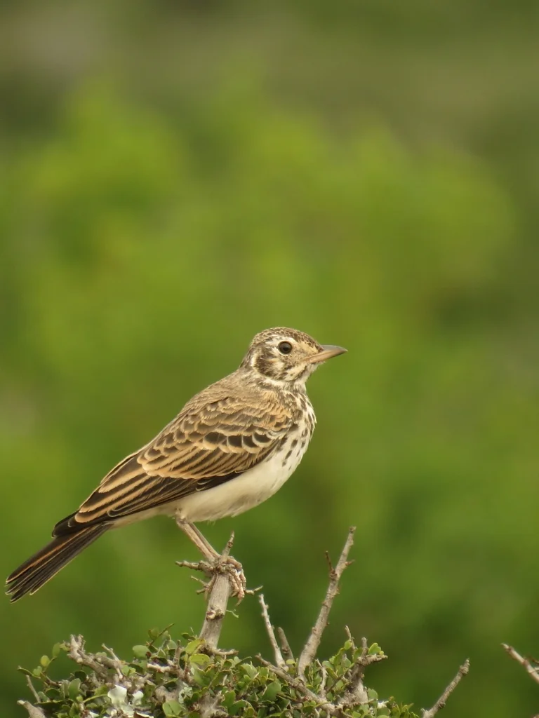 黑歌百灵(Pinarocorys nigricans)