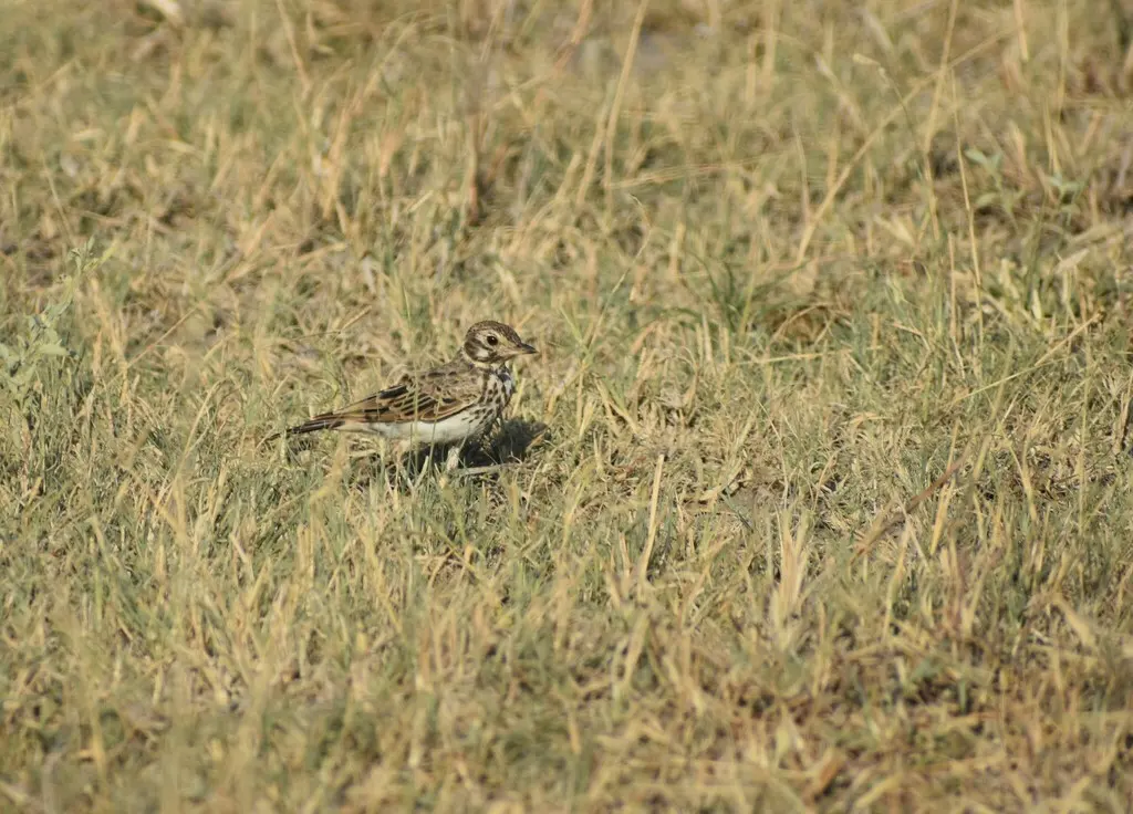 黑歌百灵(Pinarocorys nigricans)