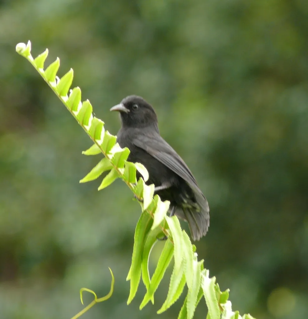 可岛雀（Pinaroloxias inornata）