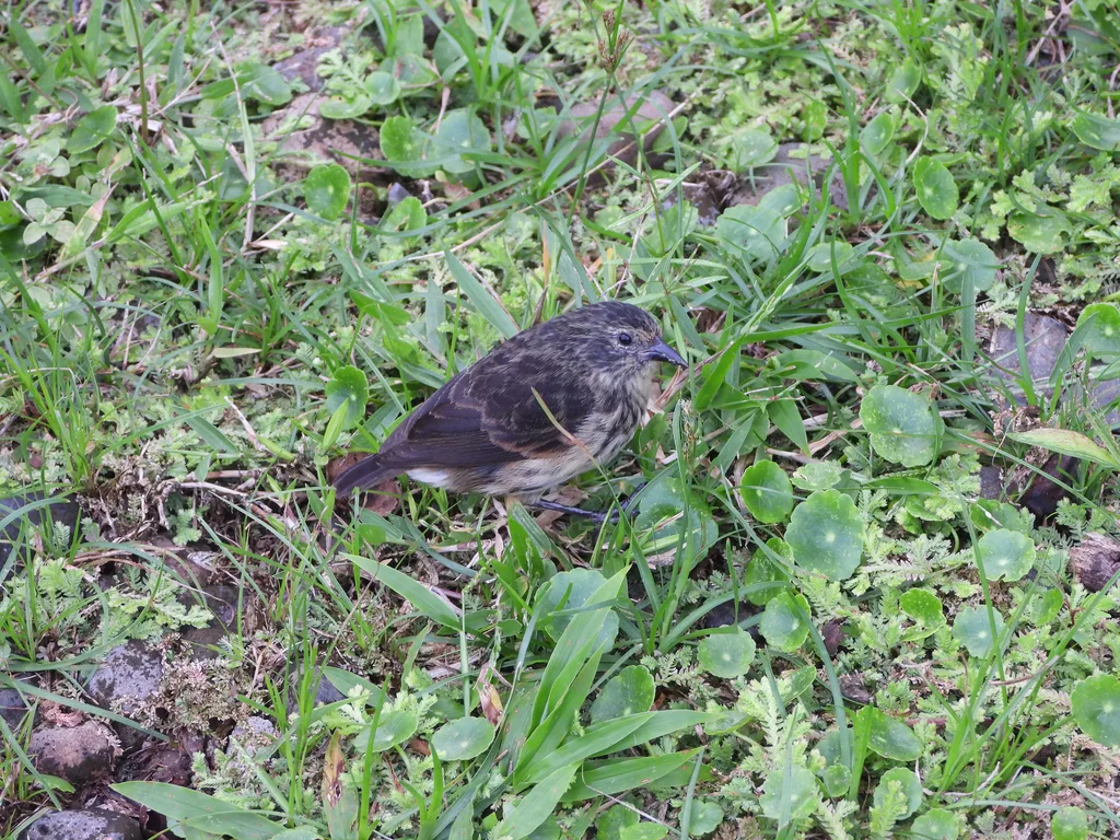 可岛雀（Pinaroloxias inornata）