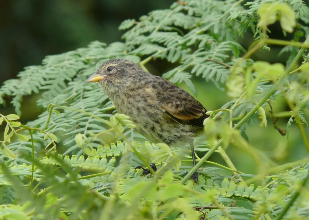 可岛雀（Pinaroloxias inornata）