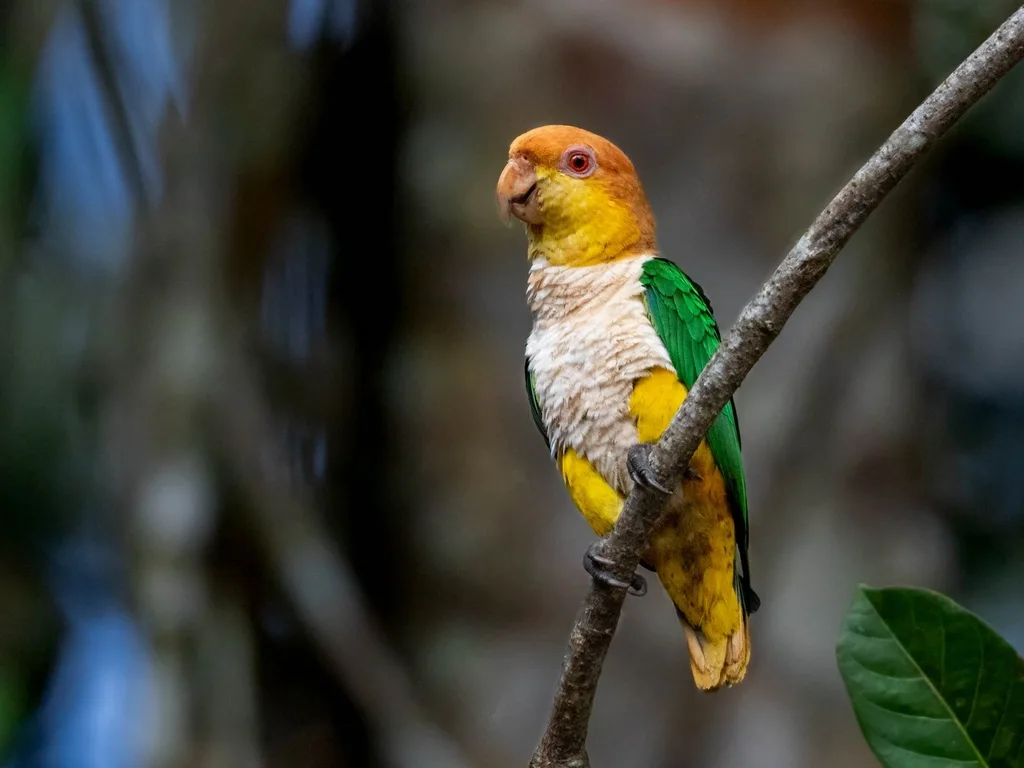 白腹凯克鹦哥(Pionites leucogaster)