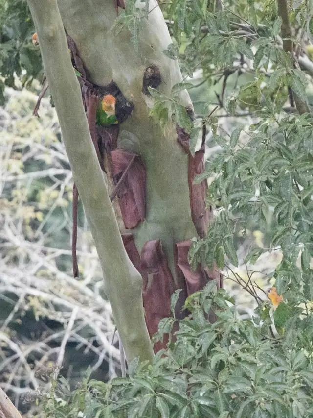 白腹凯克鹦哥(Pionites leucogaster)
