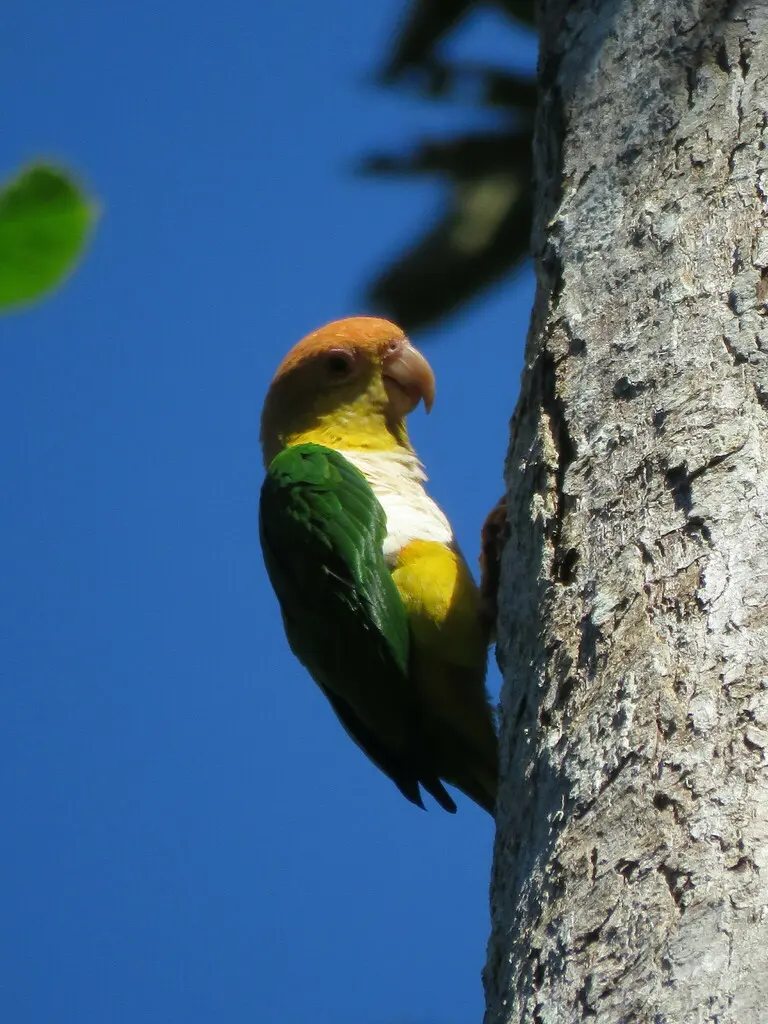 白腹凯克鹦哥(Pionites leucogaster)