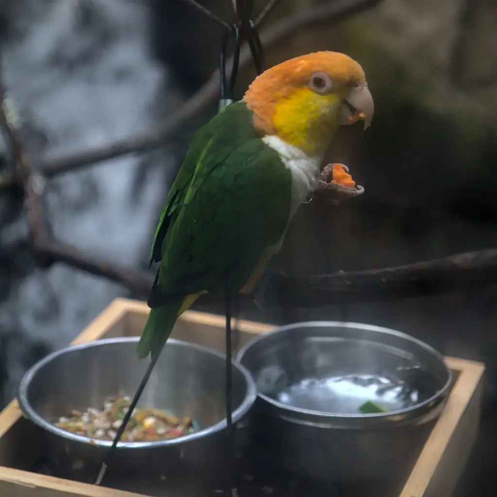 白腹凯克鹦哥(Pionites leucogaster)