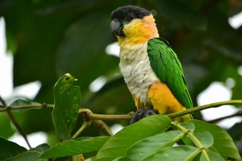 黑头凯克鹦哥(Pionites melanocephalus)