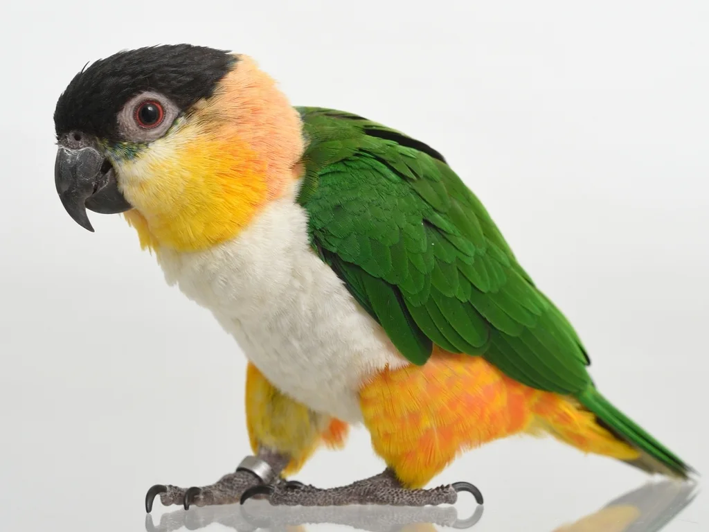 黑头凯克鹦哥(Pionites melanocephalus)