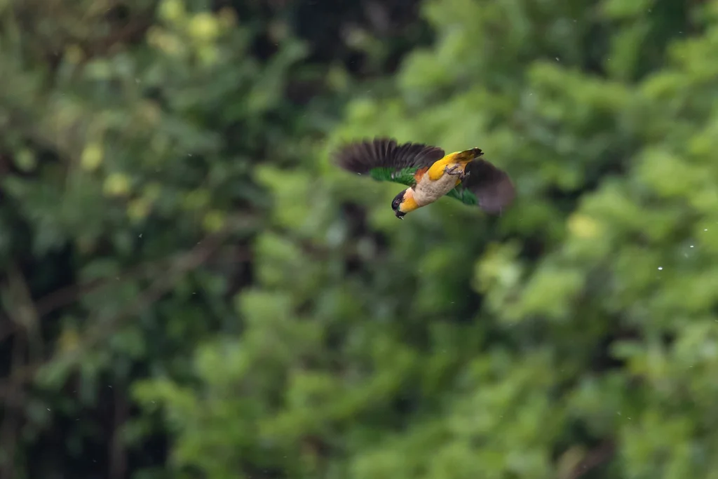 黑头凯克鹦哥(Pionites melanocephalus)