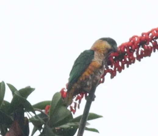 黑头凯克鹦哥(Pionites melanocephalus)
