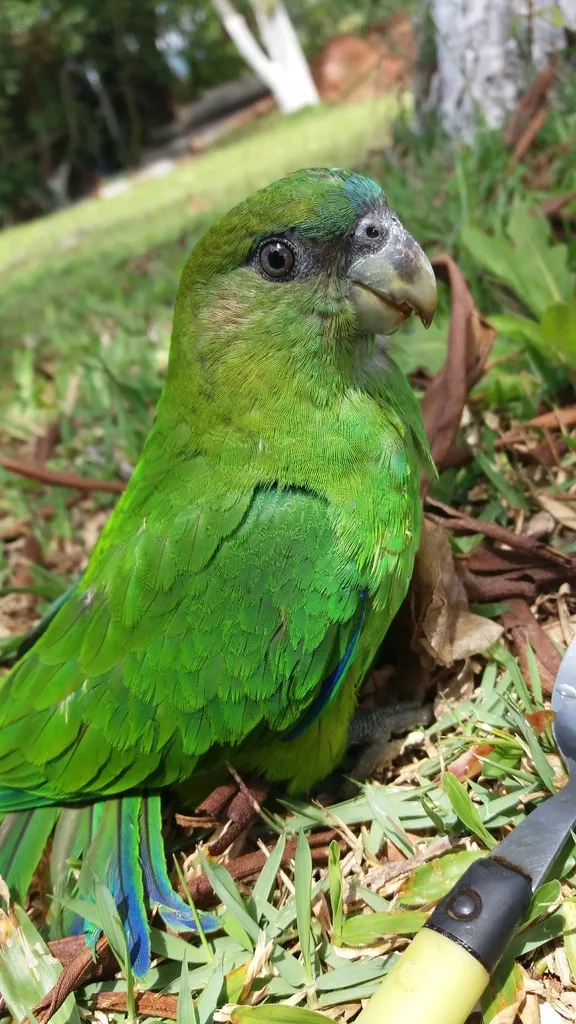 红顶鹦哥（Pionopsitta pileata）