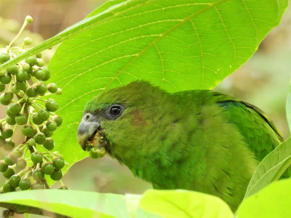 红顶鹦哥（Pionopsitta pileata）