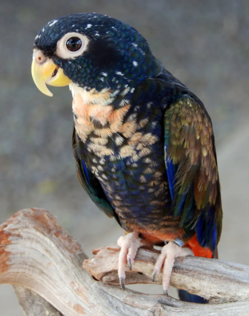 青铜翅鹦哥(Pionus chalcopterus)