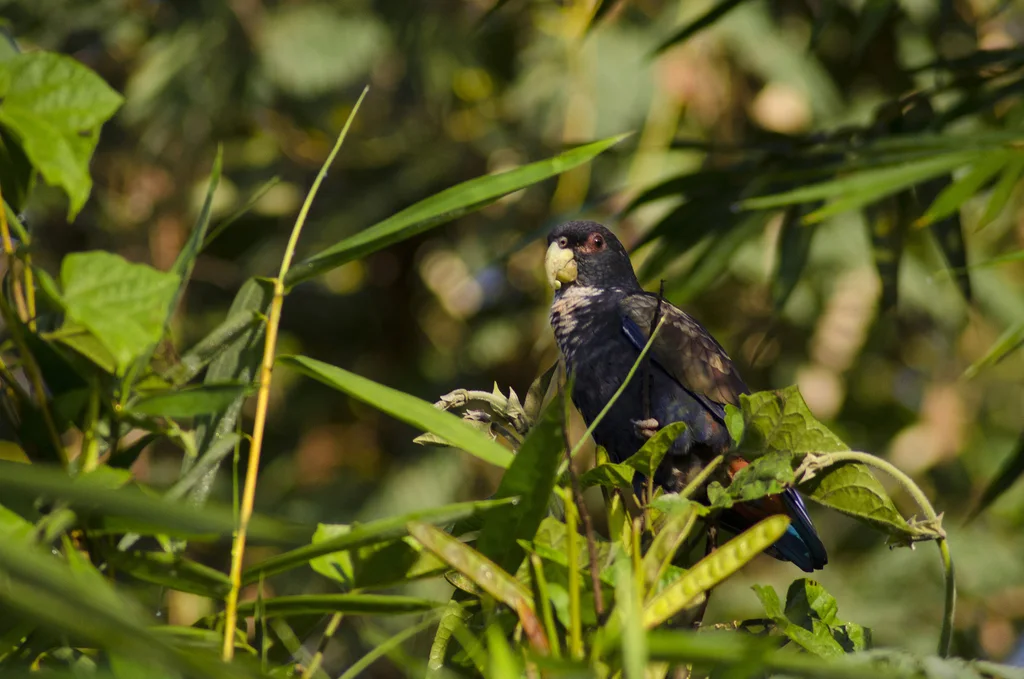 青铜翅鹦哥(Pionus chalcopterus)