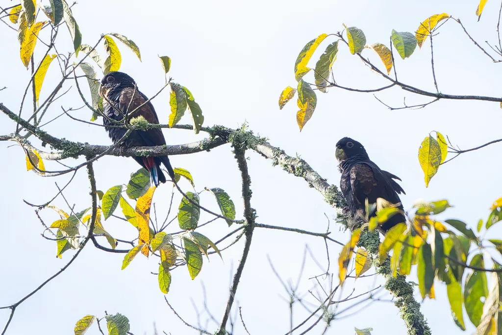 青铜翅鹦哥(Pionus chalcopterus)