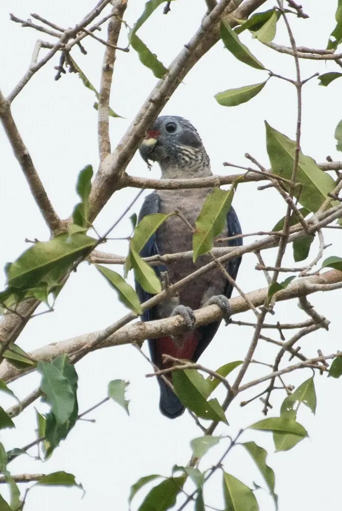暗色鹦哥(Pionus fuscus)