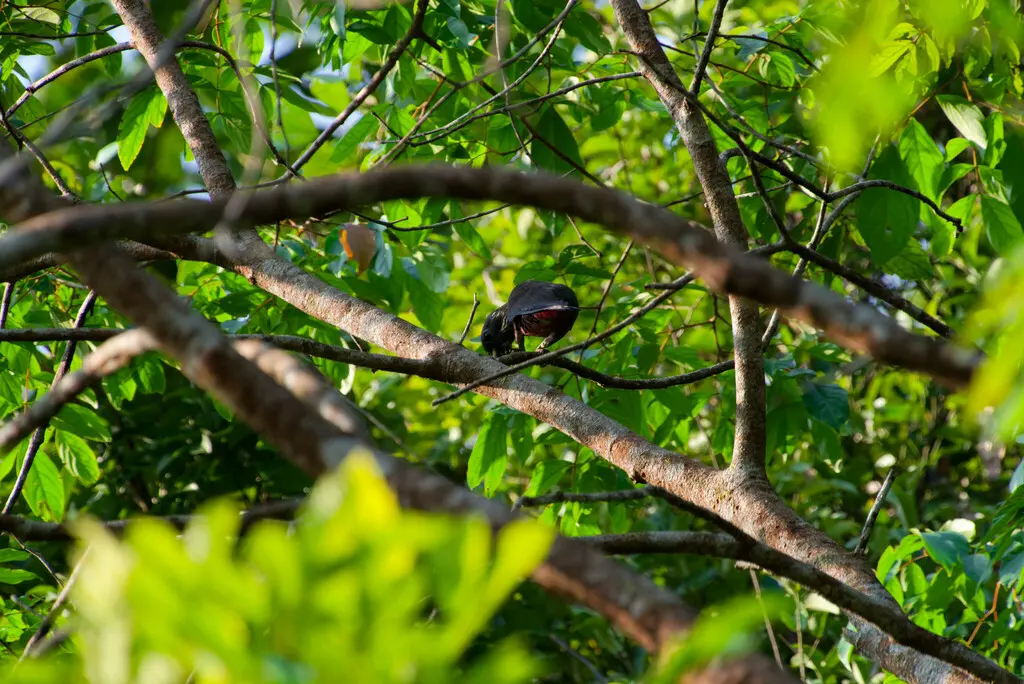 暗色鹦哥(Pionus fuscus)