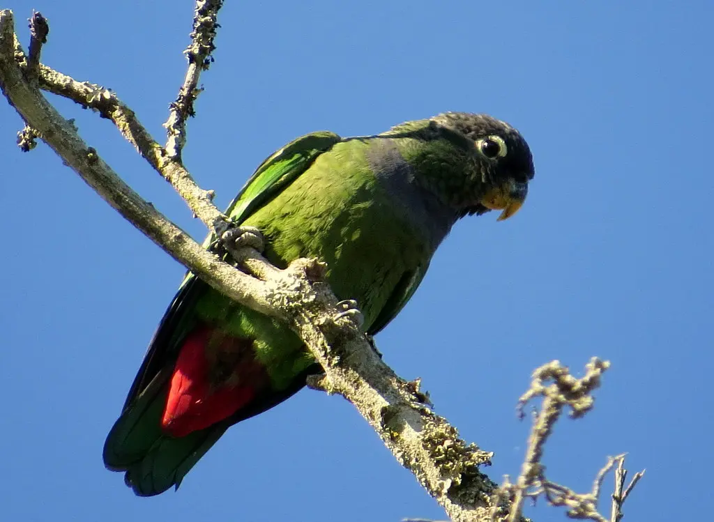 鳞头鹦哥(Pionus maximiliani)