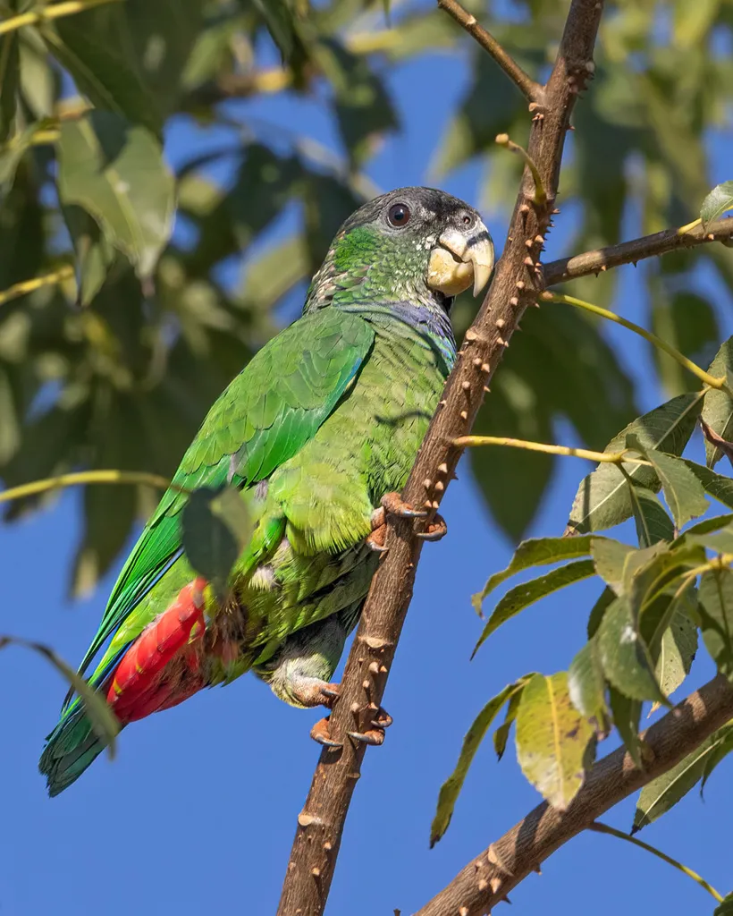 鳞头鹦哥(Pionus maximiliani)