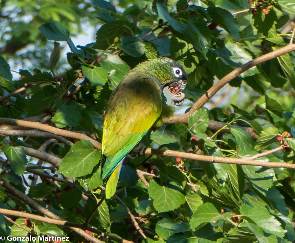 鳞头鹦哥(Pionus maximiliani)