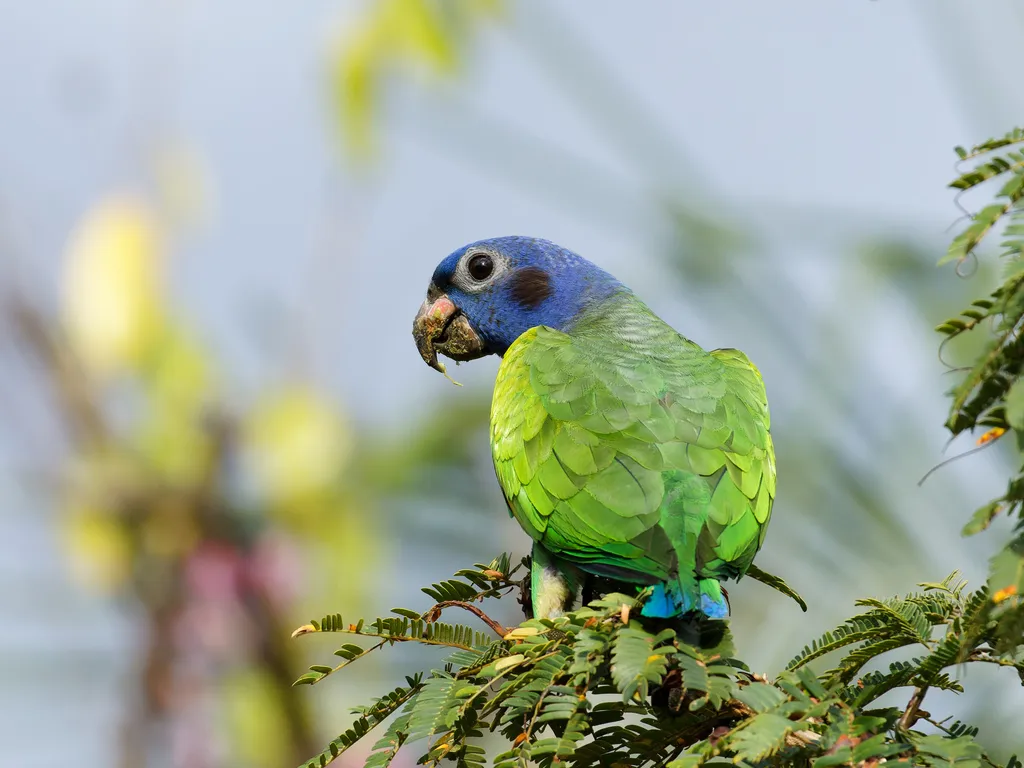 蓝头鹦哥(Pionus menstruus)