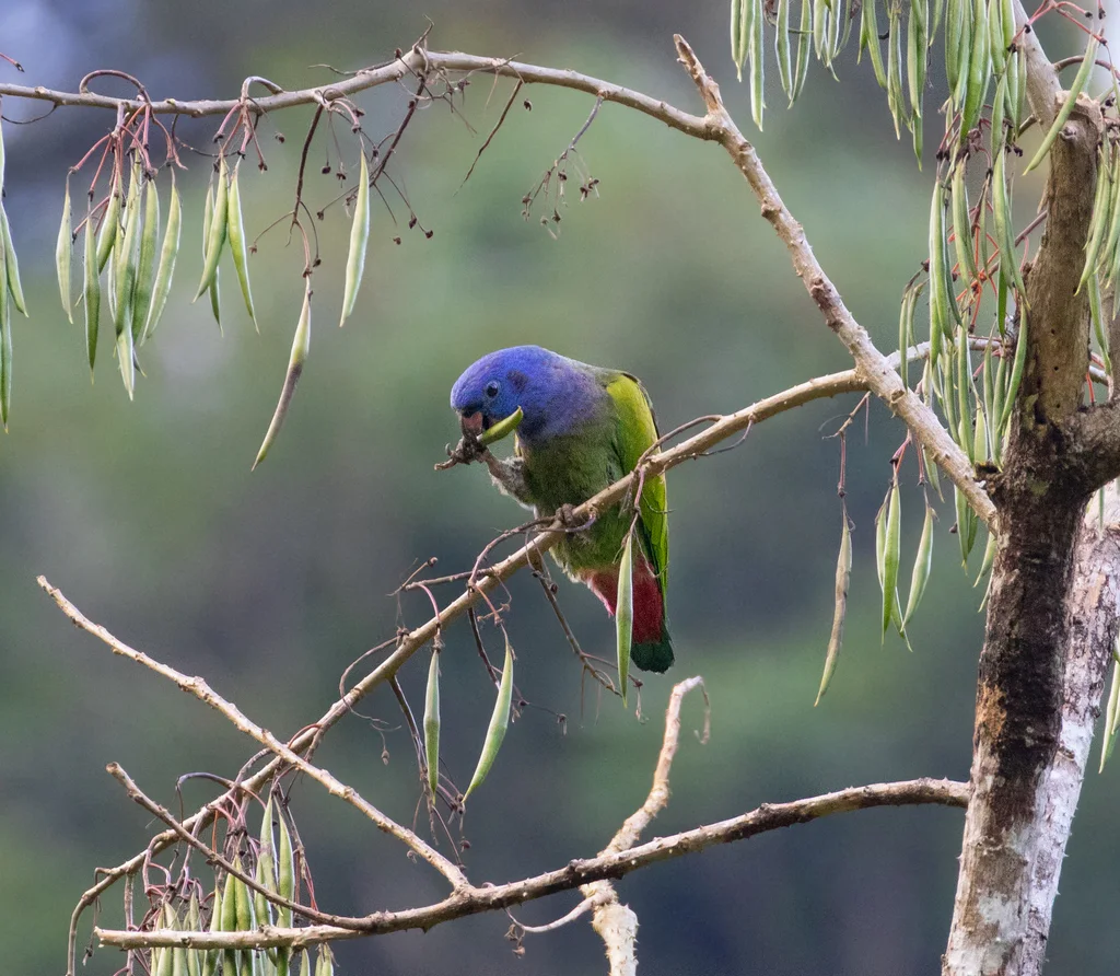 蓝头鹦哥(Pionus menstruus)