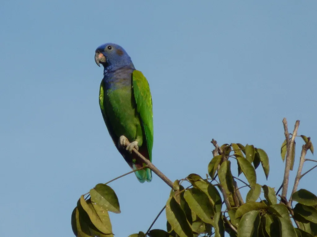 蓝头鹦哥(Pionus menstruus)