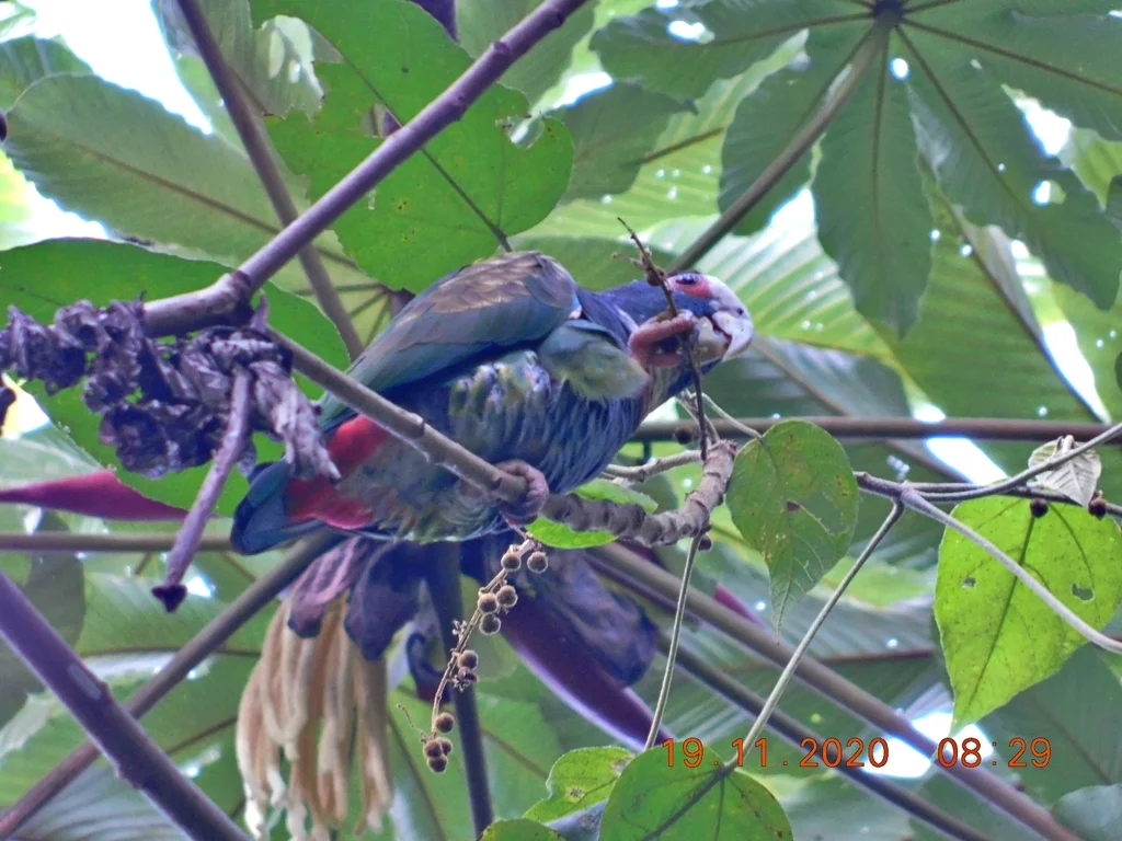 白冠鹦哥(Pionus senilis)
