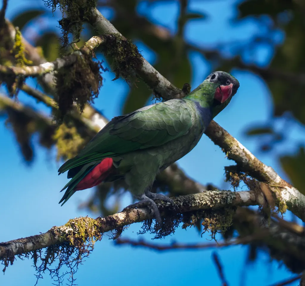 红嘴鹦哥（Pionus sordidus）