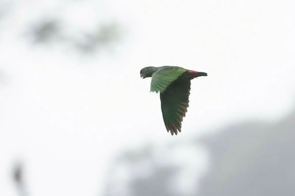 红嘴鹦哥（Pionus sordidus）