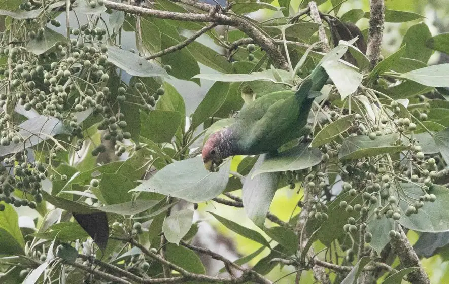 紫冠鹦哥(Pionus tumultuosus)