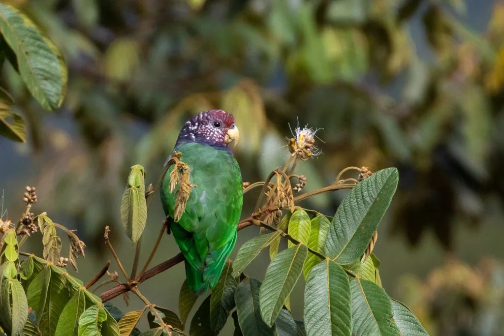 紫冠鹦哥(Pionus tumultuosus)