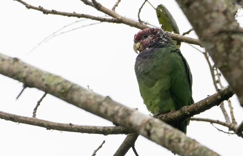 紫冠鹦哥(Pionus tumultuosus)