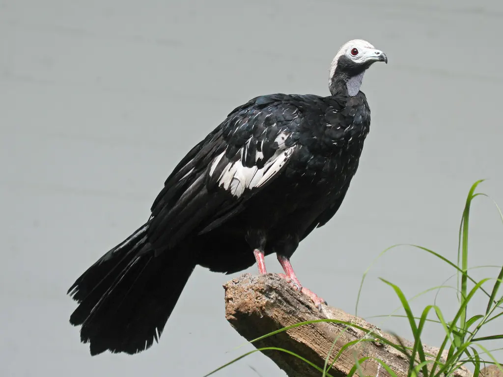 蓝喉鸣冠雉(Pipile cumanensis)