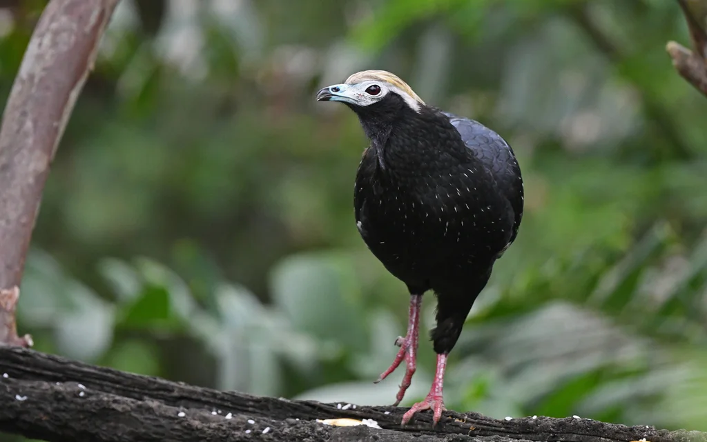 蓝喉鸣冠雉(Pipile cumanensis)