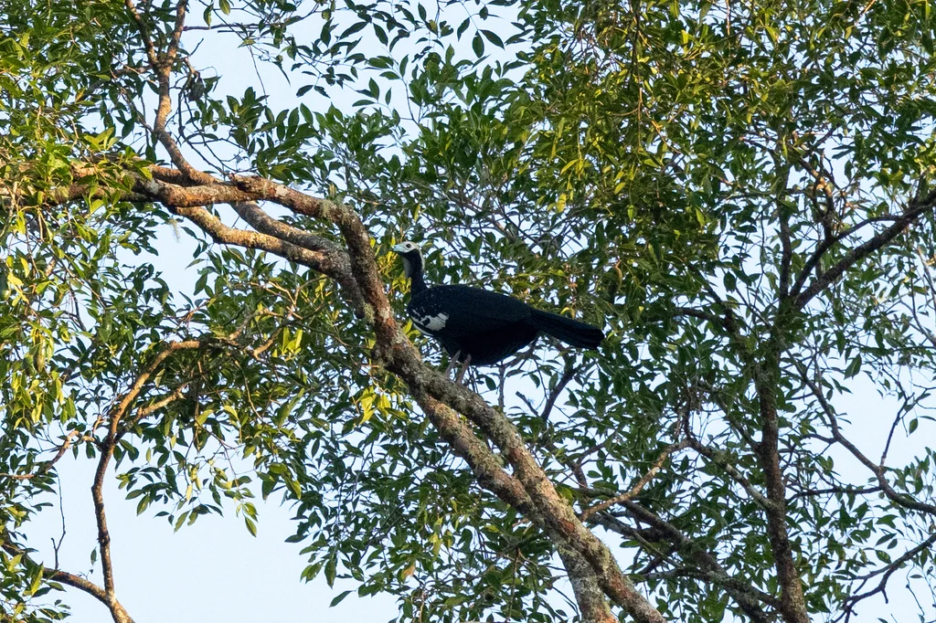 蓝喉鸣冠雉(Pipile cumanensis)