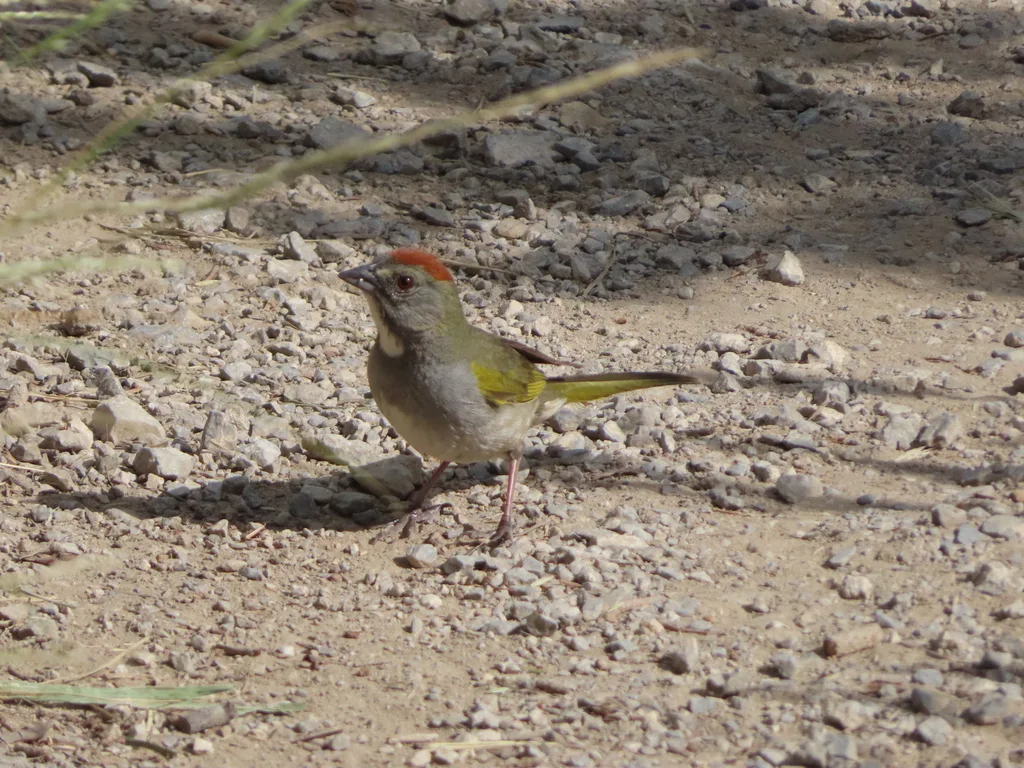 绿尾唧鹀(Pipilo chlorurus)