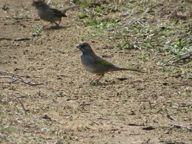 绿尾唧鹀(Pipilo chlorurus)