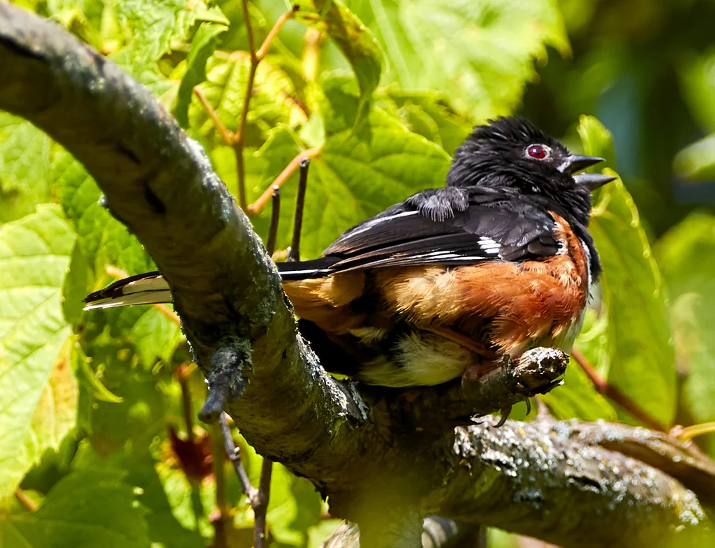 棕胁唧鹀（Pipilo erythrophthalmus）