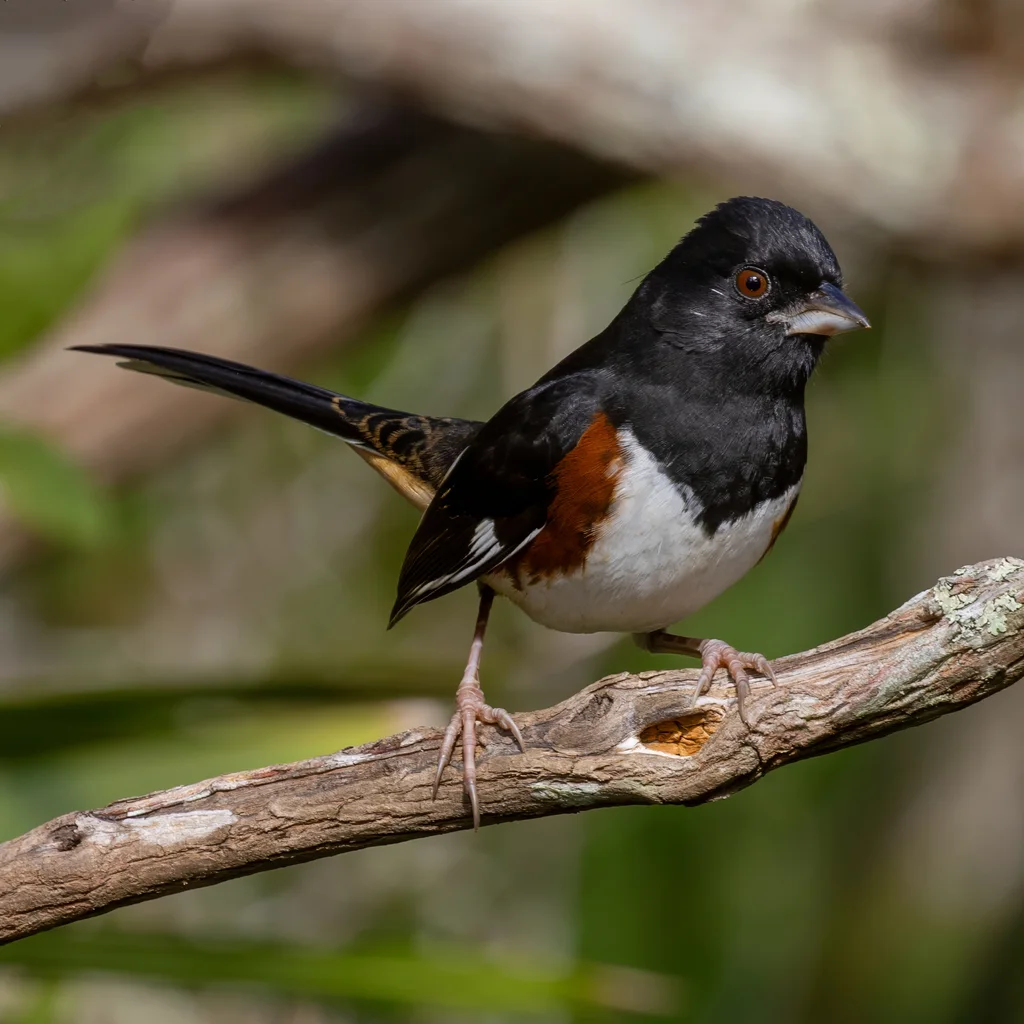 棕胁唧鹀（Pipilo erythrophthalmus）