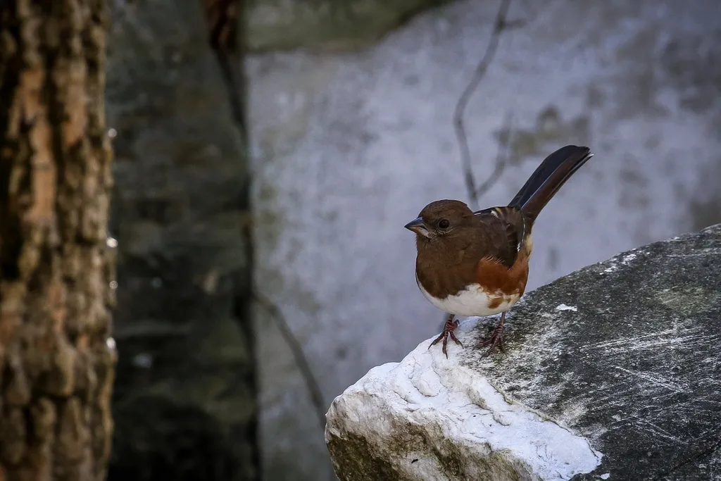 棕胁唧鹀（Pipilo erythrophthalmus）