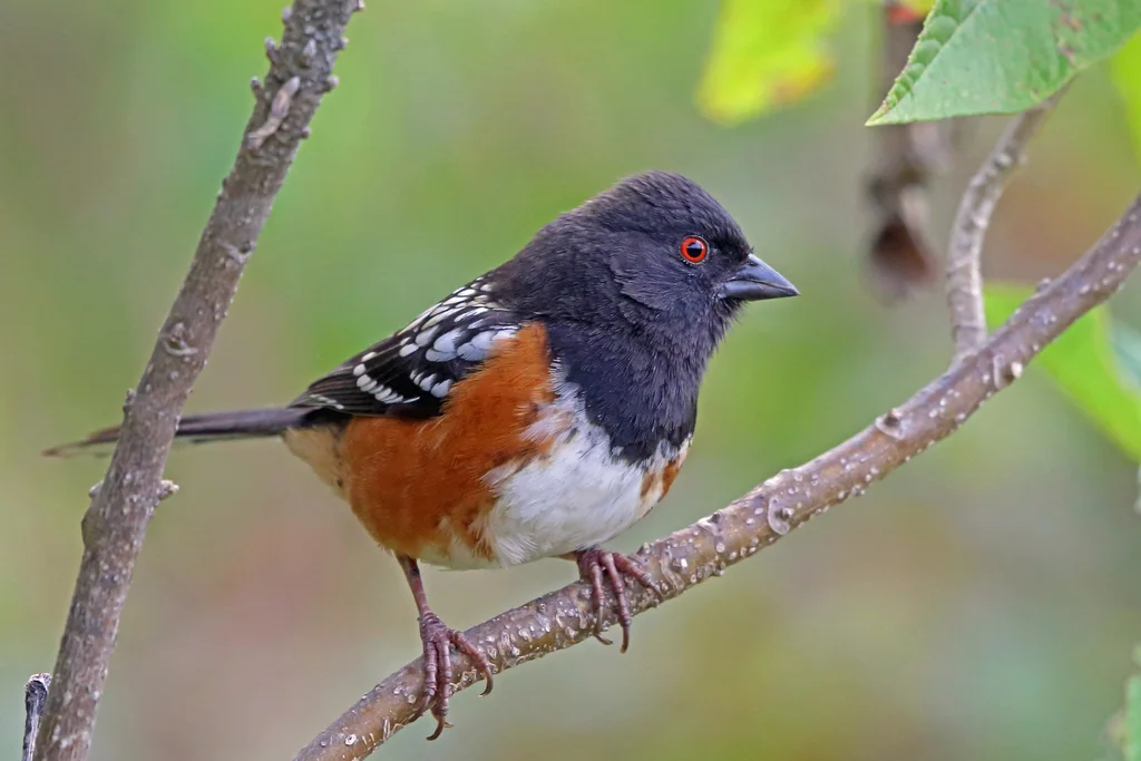 斑唧鹀(Pipilo maculatus)