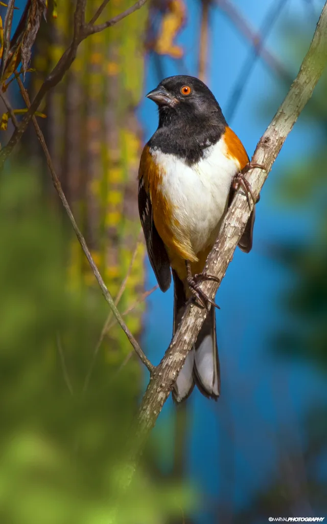斑唧鹀(Pipilo maculatus)
