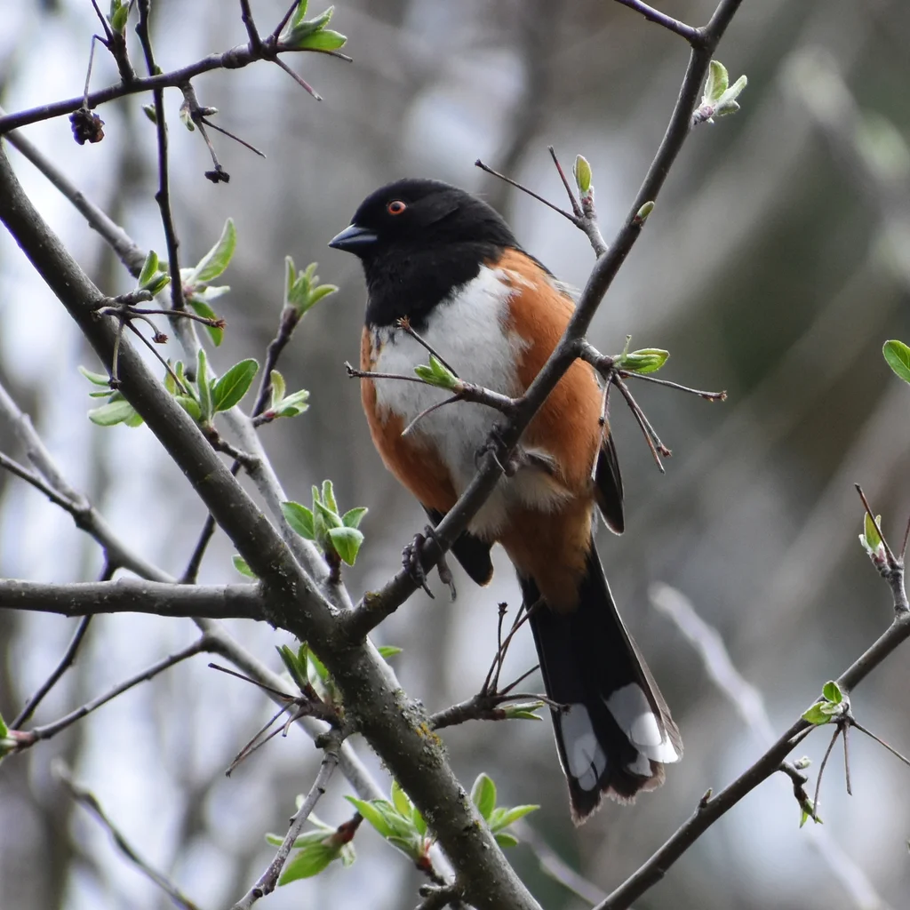 斑唧鹀(Pipilo maculatus)