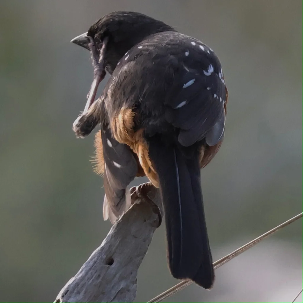 斑唧鹀(Pipilo maculatus)