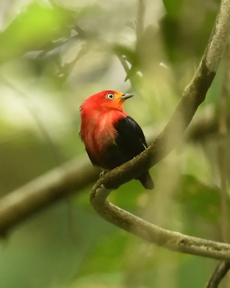 绯红冠娇鹟(Pipra aureola)