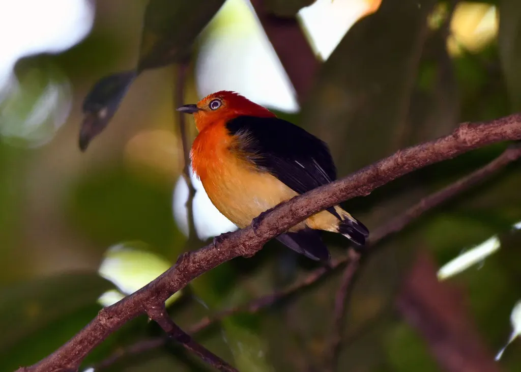 斑尾娇鹟(Pipra fasciicauda)